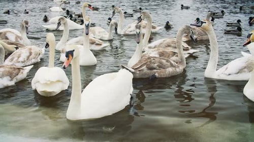 Majestic White Swans Gather on a Winter Lake