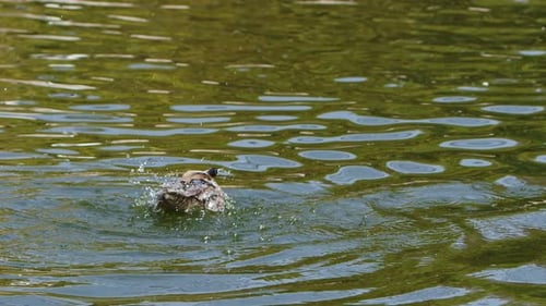 Ente in einem grünen See 7