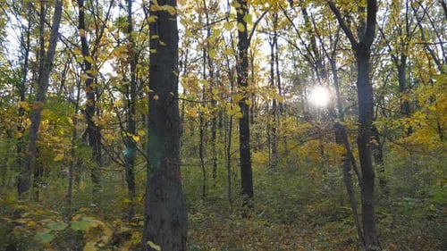 Warm Sunbeams Illuminate Lush Foliage of Maple Plants. Bright Sunlight Breaks Through High Trunks of