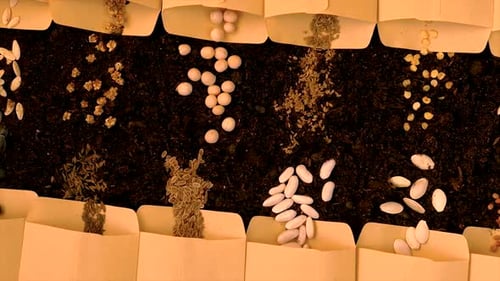 Seeds on the Soil for the Sowing Season