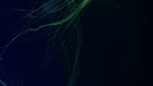 Glowing Jellyfish Swimming in Dark Water