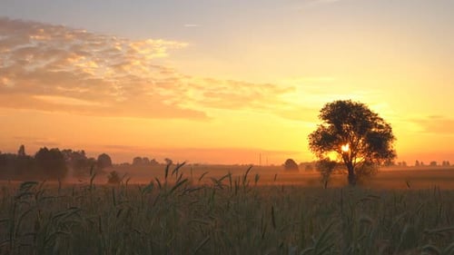 Golden Sunrise over Rural Wheat Field at Dawn