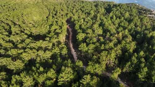 Forest texture aerial view 4 K Turkey Alanya