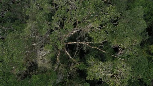 Aerial View of a Vibrant Tropical Rainforest