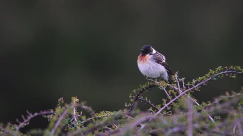 Europäischer Stonechat