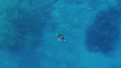 A beautiful, large Manta Ray flapping it's wings by the surface of the water - top view