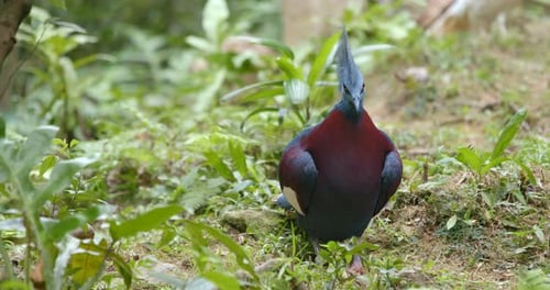 Victoria Crowned Pigeon Standing in a Lush Forest