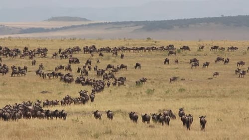 Migración de ñus - Masai Mara