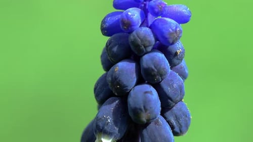 Biene auf Blume 51