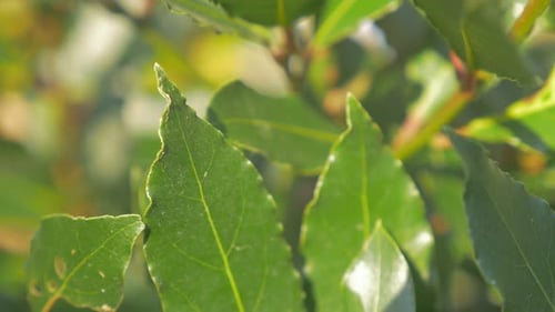 Laurus nobilis laurel tree green leaves outdoor 4K 2160p UHD footage - Laurel slow panning tree lea