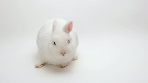 Fluffy White Rabbit Sits Calmly in Bright Studio