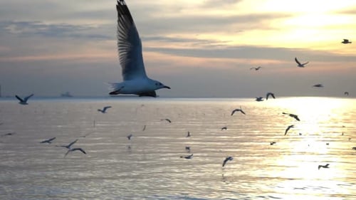 Bird Flying