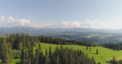 Flying Over the Beautiful Forest Trees. Landscape Panorama