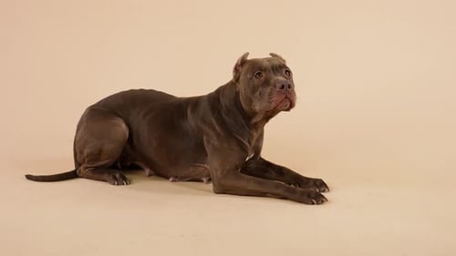 Um cão da raça American Pit Bull Terrier está com as patas dianteiras estendidas à sua frente e