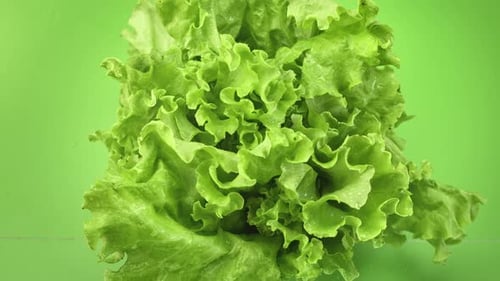 Top View Bunch of Fresh Ripe Lettuce Leaves Covered By Water Drops Isolated on Green Background