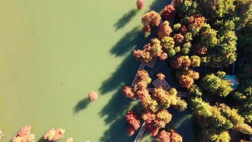 Autumn forest