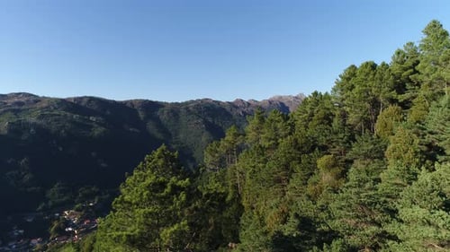 Beautiful Forest Trees Aerial View