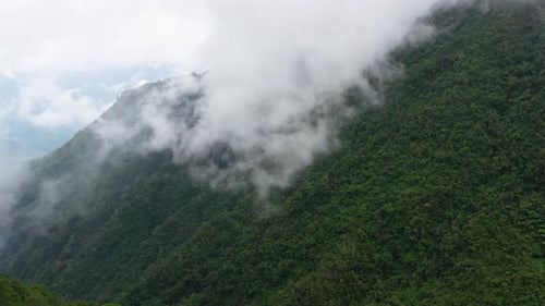 Rainforest on the Top of a Mountain Covered with Fog in the Morning