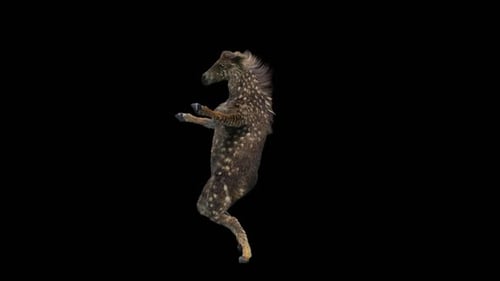 Dancing Spotted Fawn Animal Character 3D Animation