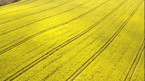 Aerial View of Blooming Canola Fields in Countryside