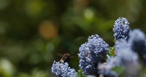 Hummel mit Büffschwanz, Bombus Terrestris, die eine Ceanothe Blume spendet, Beine voller Pollen