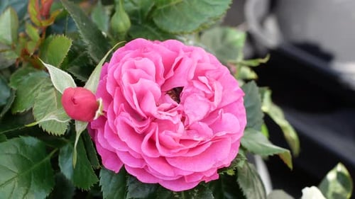 A bright sunny day a bee flies over a beautiful pink rose. Bee collects spring from flower spring
