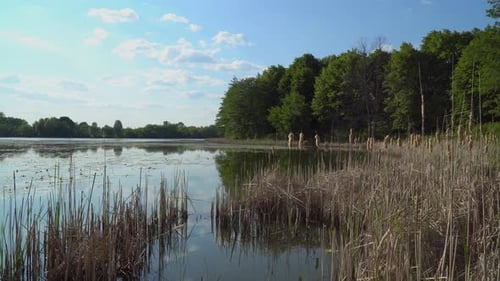 The Reeds On The Nature Of The River