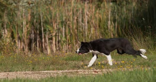 Border Collie Dog, Young Male Running on Grass, Normandy, Slow Motiion 4K