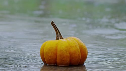Halloween Pumpkin