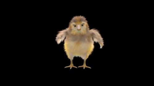 Cute Fluffy Chick Dancing 3D Animation