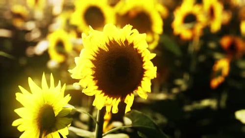 Field of Sunflowers and Sunset