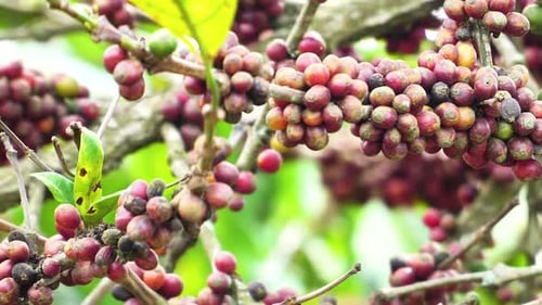 Close up, ripe red arabica coffee fruit tree plant growing on coffee plantation