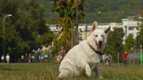 White German Shepherd, Ultra Slow Motion