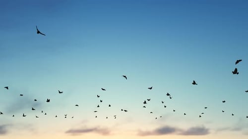 Silhouettes of Birds Flying Across a Serene Blue Sky