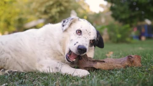 Closeup Of Small Dog Chewing on a Branch While Lying Down in Grass