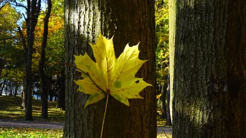 Maple leaf in the autumn park.