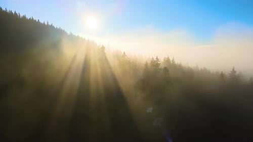 Aerial View of Amazing Scenery with Foggy Dark Mountain Forest Pine Trees at Autumn Sunrise