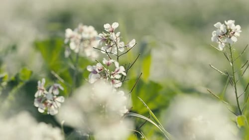 White Flowers in the Wind
