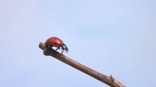 Ladybug Crawling on Twig with Blue Sky