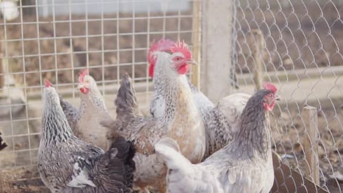Different Chiken and Hen in Hencoop