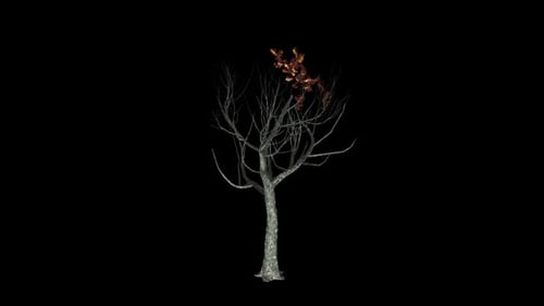 Roble rojo de Tree Grow