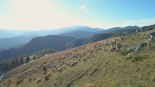 Luftaufnahme von Schafen aus Freilandhaltung auf der Weide im Hochgebirge in Bulgarien