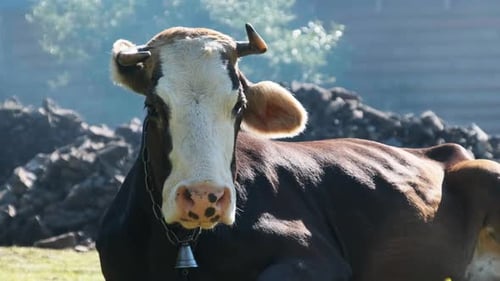 Brown and White Cow Resting on Grass