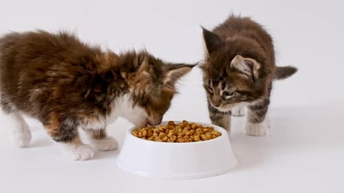 Two Brown Kittens Eating Food from a White Bowl