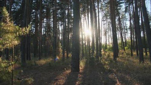 Sommerwald bei Sonnenuntergang