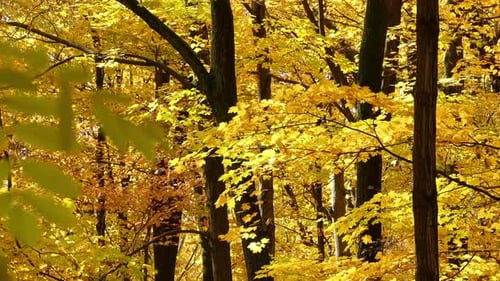 Autumn Yellow Leaves in a Forest