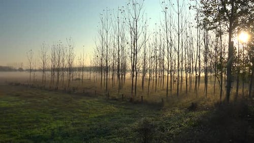Sunrise Through Leafless Trees in Rural Landscape