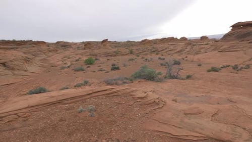 Red soil with plants in Arizona