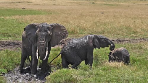 Afrikanischer Elefant, loxodonta africana, Gruppe stehend im Sumpf, Kalb, Baden