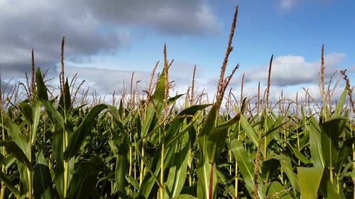 Field with Tall Stalks of Corn